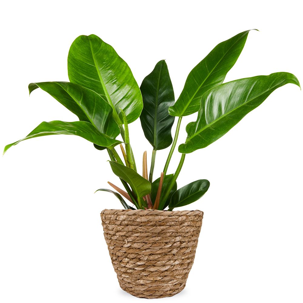 philodendron brazilian Philodendron Cordatum Brasil, 4" Plant
