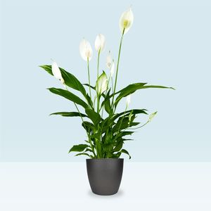 Peace Lily | Spathiphyllum (M)