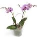Sugar-sweet Orchid
