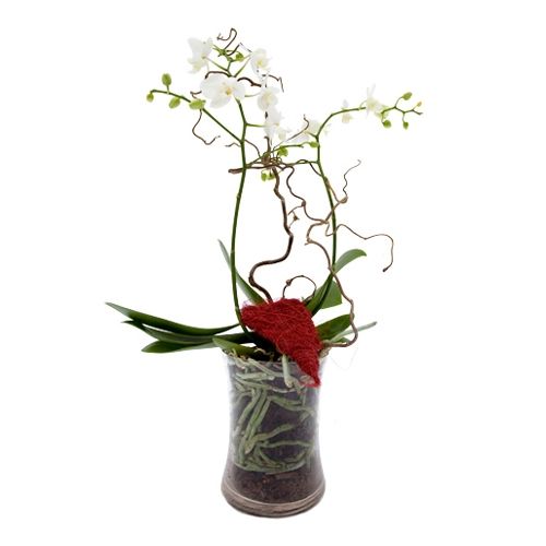 Orchid in glass jar