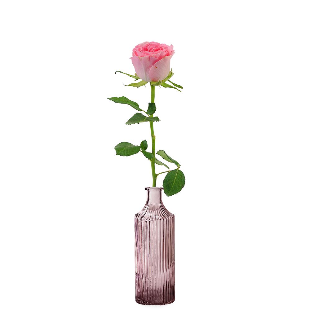 Premium rosa Rose + gratis rosa Vase