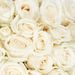 50 Premium witte rozen | Bloemist