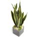 Flotte Sansevieria