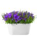 Campanula lila + gratis pot wit