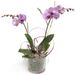 Sugar-sweet Orchid