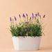 Lavender purple + free duopot white