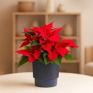 Rode kerstster met blauwe ribbelpot