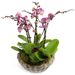 Majestueux Phalaenopsis