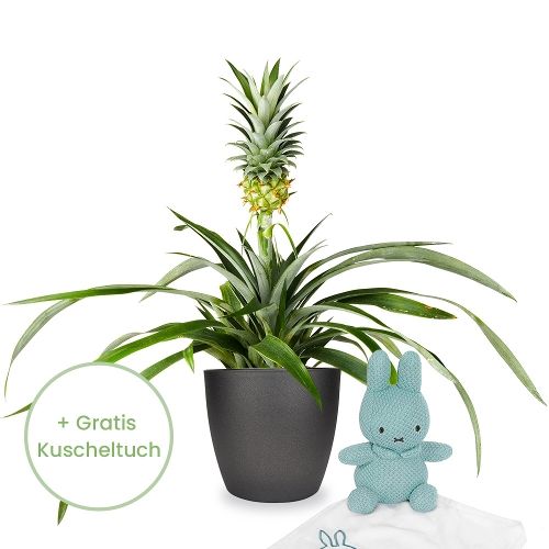 Pineapple plant + Miffy