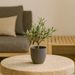 Olive tree shrub 35cm + free basket