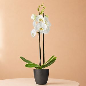 Witte orchidee 60 cm