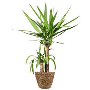 Yucca-Palme | Palmlilien 80cm