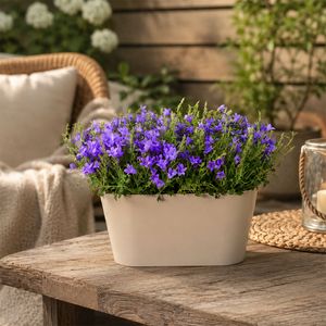 Campanula lila + gratis pot taupe
