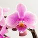 Roze orchidee Hart + gratis pot