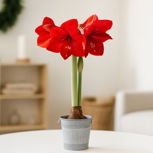 Amaryllis bol rood