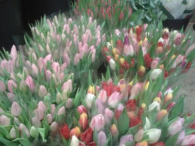 Tulpen - Bloemenwinkel Thuis Middenmeer