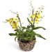 Gelbe Oncidium Orchidee