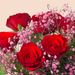 Romantic roses Mae