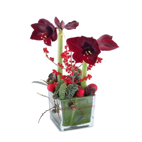 Frohe Amaryllis!