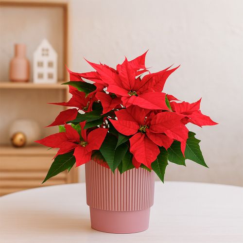 Red poinsettia with pink ribbed pot