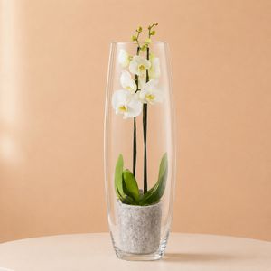 Witte orchidee in vaas