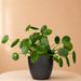 Pfannkuchenpflanze | Pilea
