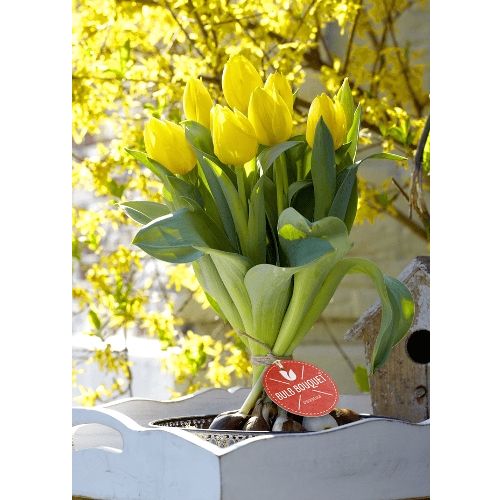 Tulpen nog in bol - kleur geel