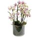 prachtvolle, zwielichtige Orchidee