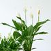 Lepelplant | Spathiphyllum (50-60 cm)