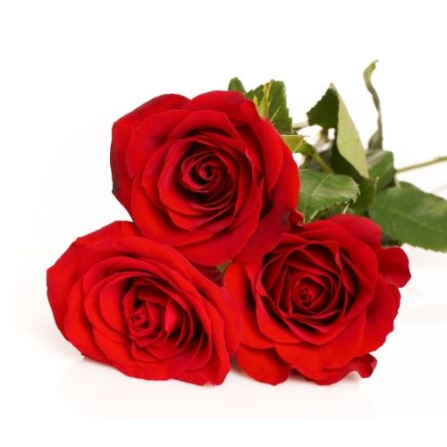 traagheid met tijd onenigheid 3 rode rozen bezorgen in heel België | Regiobloemist.be