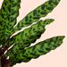 Pfeilwurz | Calathea lancifolia 65cm
