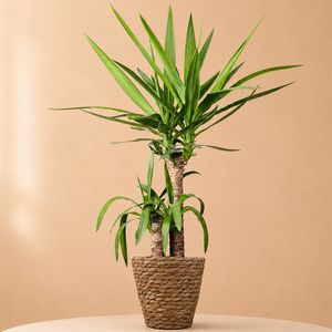 Yucca | Palmlelie 80cm