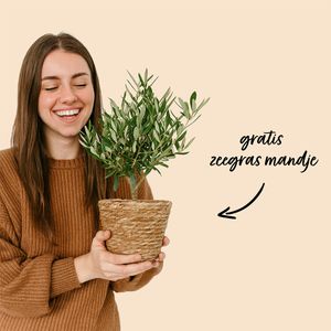 Olijfboom Struik 35cm + gratis mandje