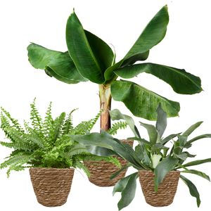 Tropische Plantenpakket