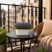 Campanula lila + gratis pot wit