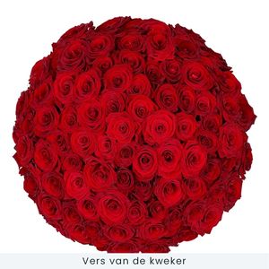 90 Red Roses | Grower