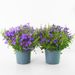 Campanula lila + gratis pot wit