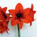 Amaryllis wax bulb (red glitter)