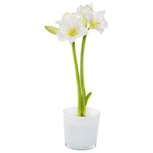 Witte amaryllis in pot