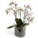 prachtvolle, zwielichtige Orchidee