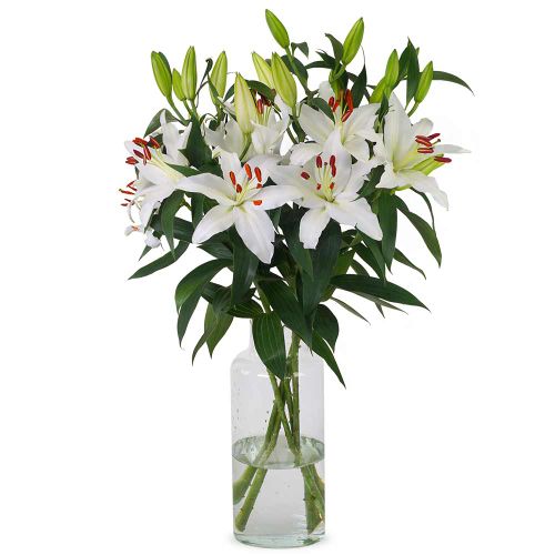 Lilien – Weiße orientalische Lilien