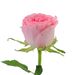 Premium roze roos | Inclusief vaas
