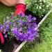 Campanula lila + gratis pot wit