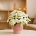 Christmas star white with pink ribbed pot