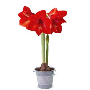 Amaryllis bulb red