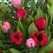 Romantische tulpen met hart