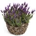 Lavendel der Provence