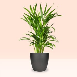 Areca palm | Golden palm