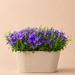 Campanula lilac + free pot of taupe