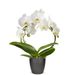 Phalaenopsis wit 2-tak boog